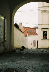Dog walking in street amidst buildings