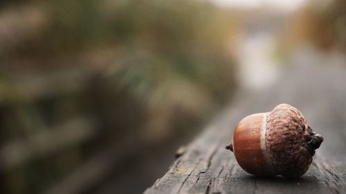 Close-up of acorn on railing