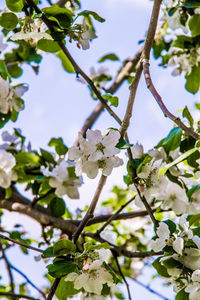 Low angle view of white flowering plant against sky