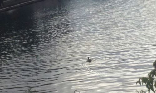 Reflection of birds in water