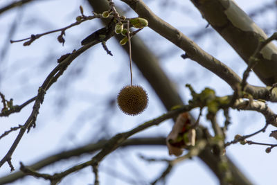 Low angle view of fruit growing on tree