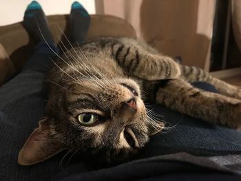 Close-up of cat resting at home