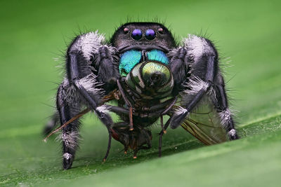 Close-up of spider