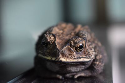 Close-up of frog