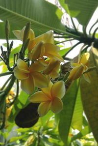 Close-up of yellow flowers