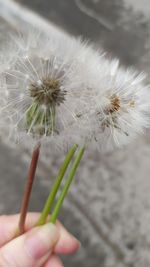 Close-up of hand holding dandelion flower