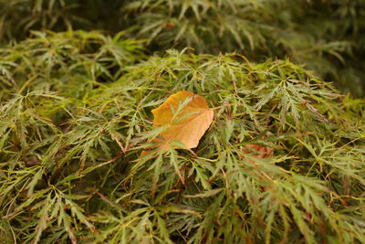 Close-up of maple leaves on land