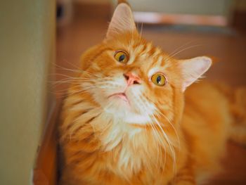 Close-up portrait of a cat at home