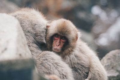 Close-up of a monkey