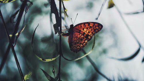 Close-up of butterfly on leaf