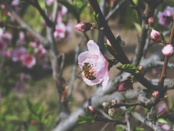 Close-up of pink flowers on branch