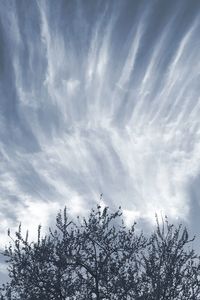 Low angle view of silhouette trees against sky