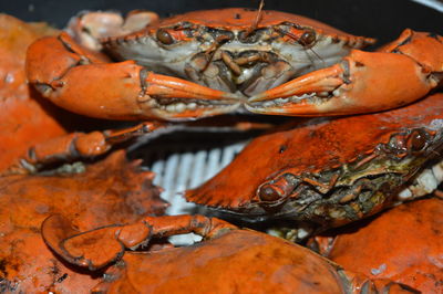 High angle view of crabs