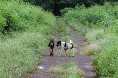 Horse walking on footpath