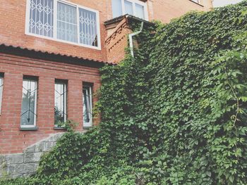 Ivy growing on building