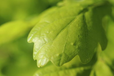 Close-up of green leaves