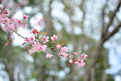 Low angle view of pink cherry blossom tree