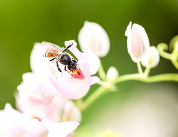 Close-up of bee pollinating on flower