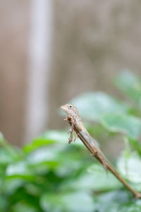 Close-up of a lizard on plant