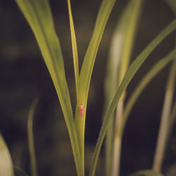 Close-up of green plant