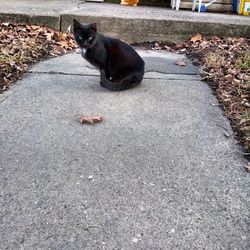 Black cat sitting on street