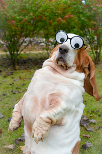 Portrait of dog on field wearing funny glasses 