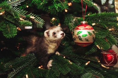 Close-up of weasel on christmas tree
