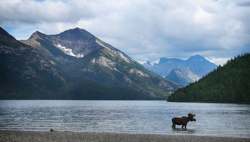 Moose standing at riverbank against mountain