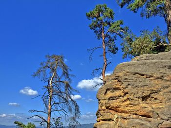 Low angle view of trees against clear sky