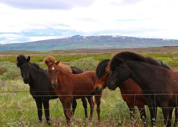 Animal portrait of icelandic horses