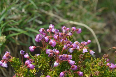 Close-up of purple flowers blooming outdoors