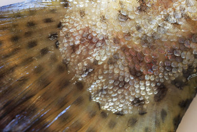 Close-up of insect on water