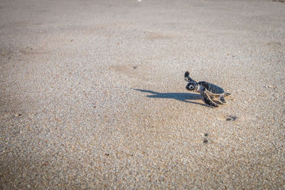 High angle view of sea turtle at beach