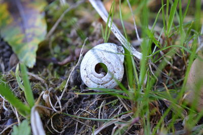 Close-up of snail shell on ground
