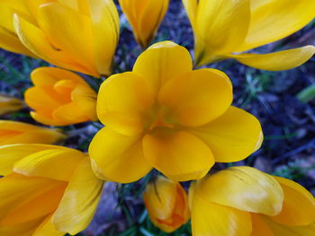 Close-up of yellow flowering plant