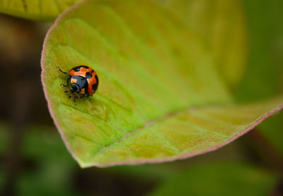 Close-up of ladybug on leaf