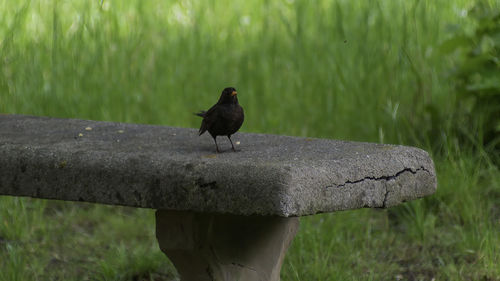 Bird perching on a wood
