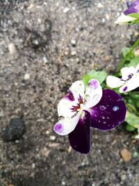 High angle view of pink flower blooming outdoors