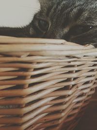 Close-up of cat hiding behind curtain