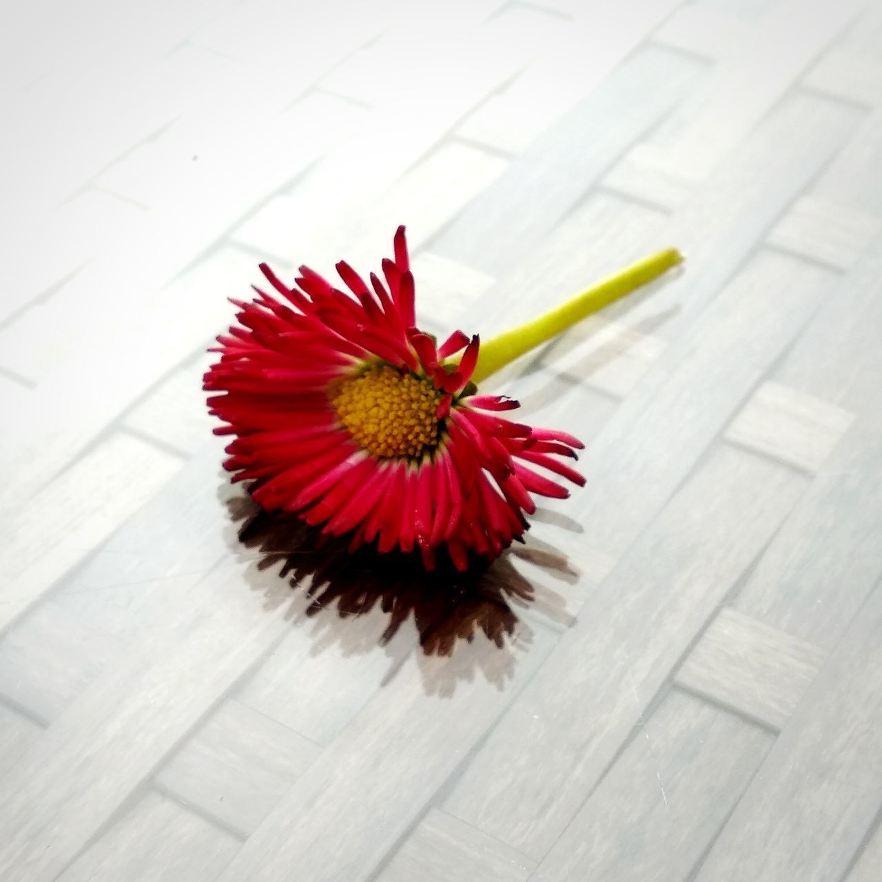 HIGH ANGLE VIEW OF RED FLOWER IN VASE ON TABLE