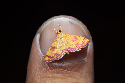 Close-up of hand holding moth against a black background