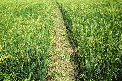 Crops growing on field