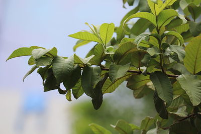 Low angle view of leaves growing on plant against sky