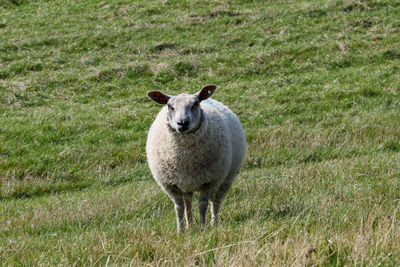 Portrait of sheep on field