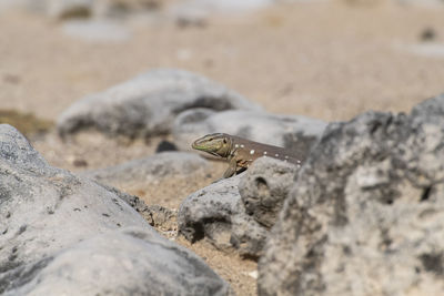 Close-up of lizard on rock