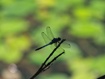 Close-up of insect on plant