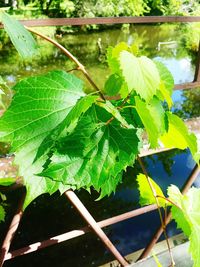 Close-up of fresh green plants in water