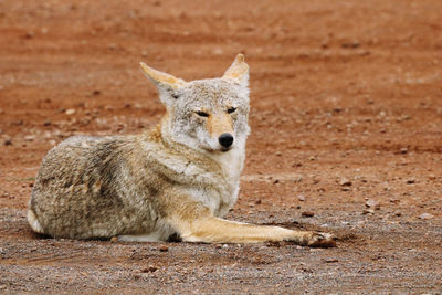 Portrait of lion relaxing on land