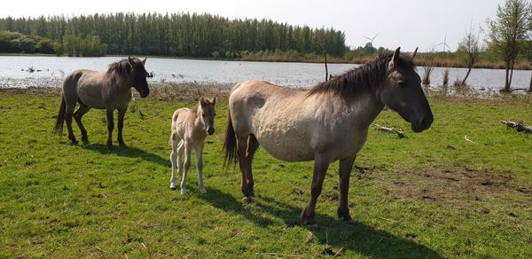 Horses standing in a field