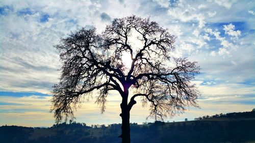 Bare trees on landscape